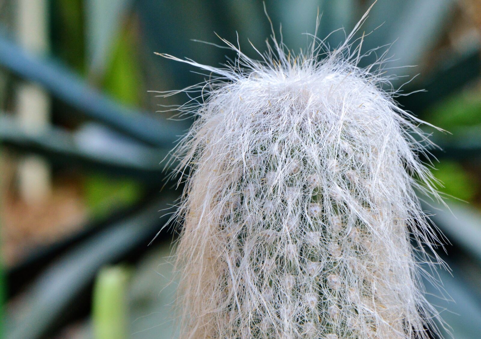 Nikon D3200 sample photo. Cactus, spur, green photography