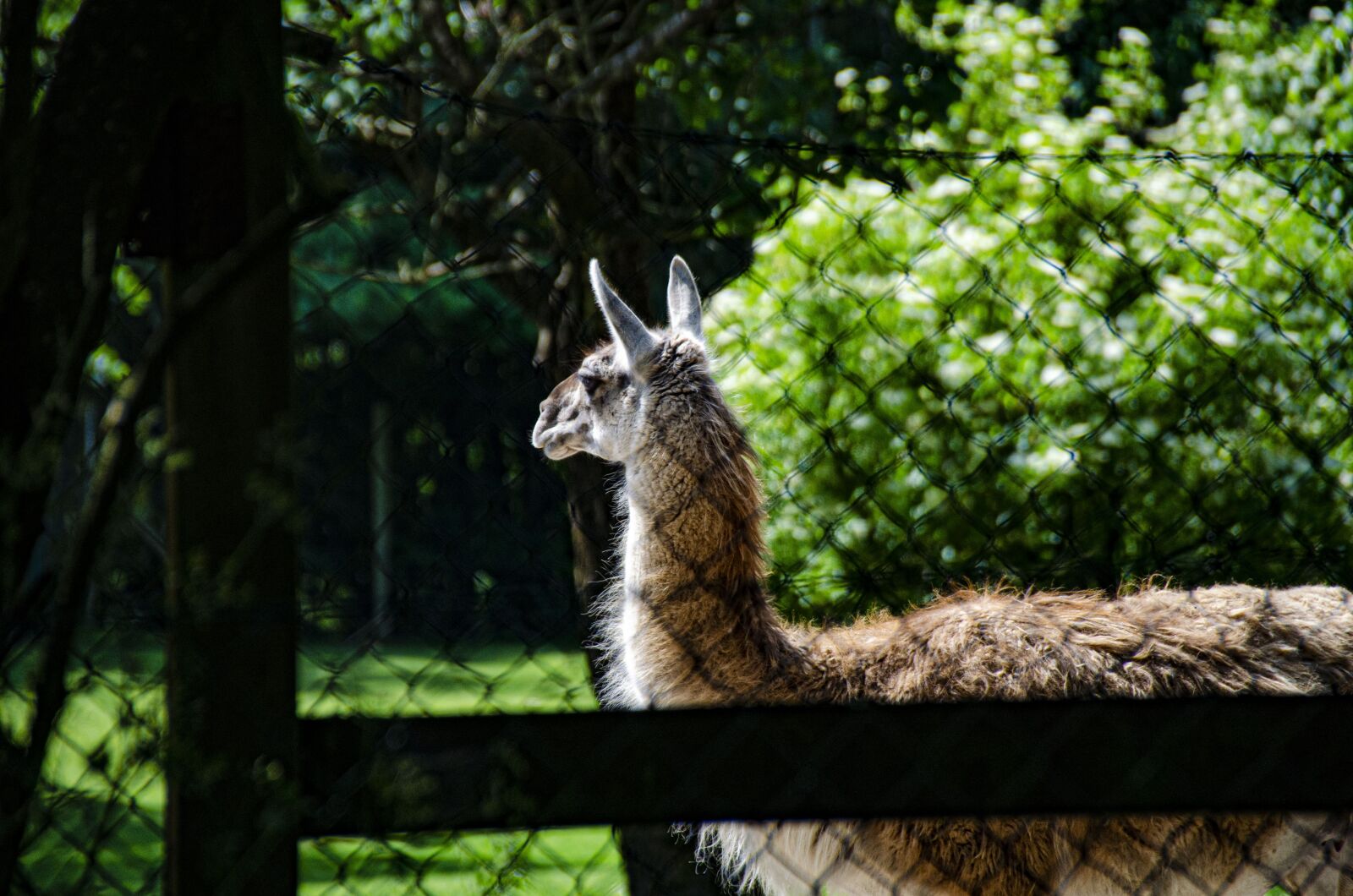 Nikon D5100 sample photo. Lama, wool, meadow photography