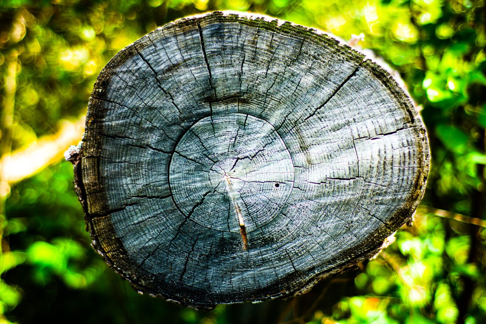 Nikon D7100 sample photo. Blur, close-up, color photography