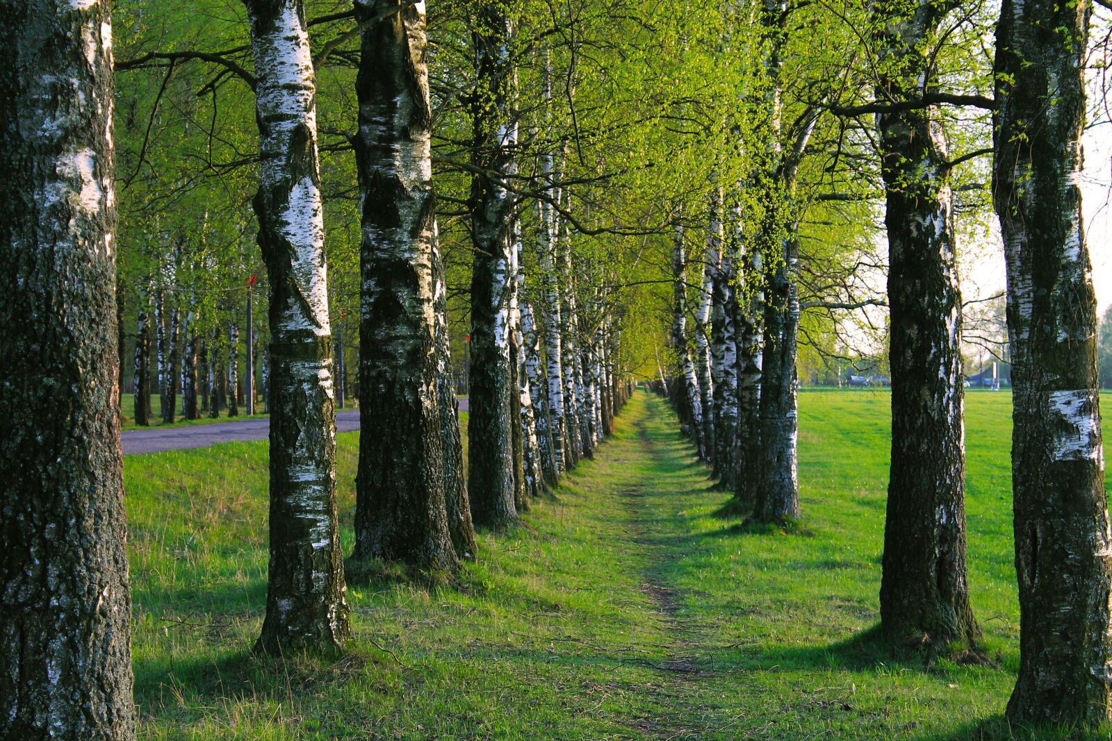 Canon EOS 1100D (EOS Rebel T3 / EOS Kiss X50) sample photo. Birch, path, trees photography