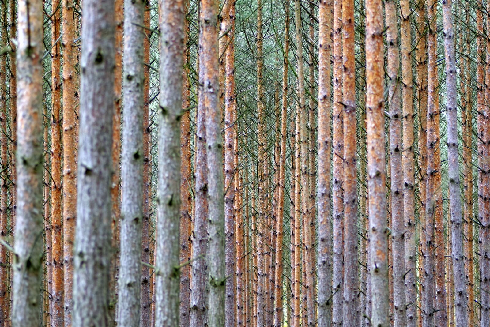 Pentax K-S2 sample photo. Then, tree, forest photography