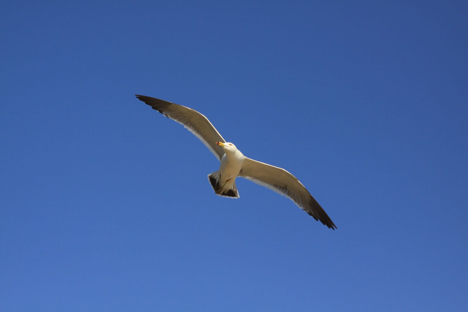 Canon EOS 50D sample photo. Seagull, tidal, ganghwado photography