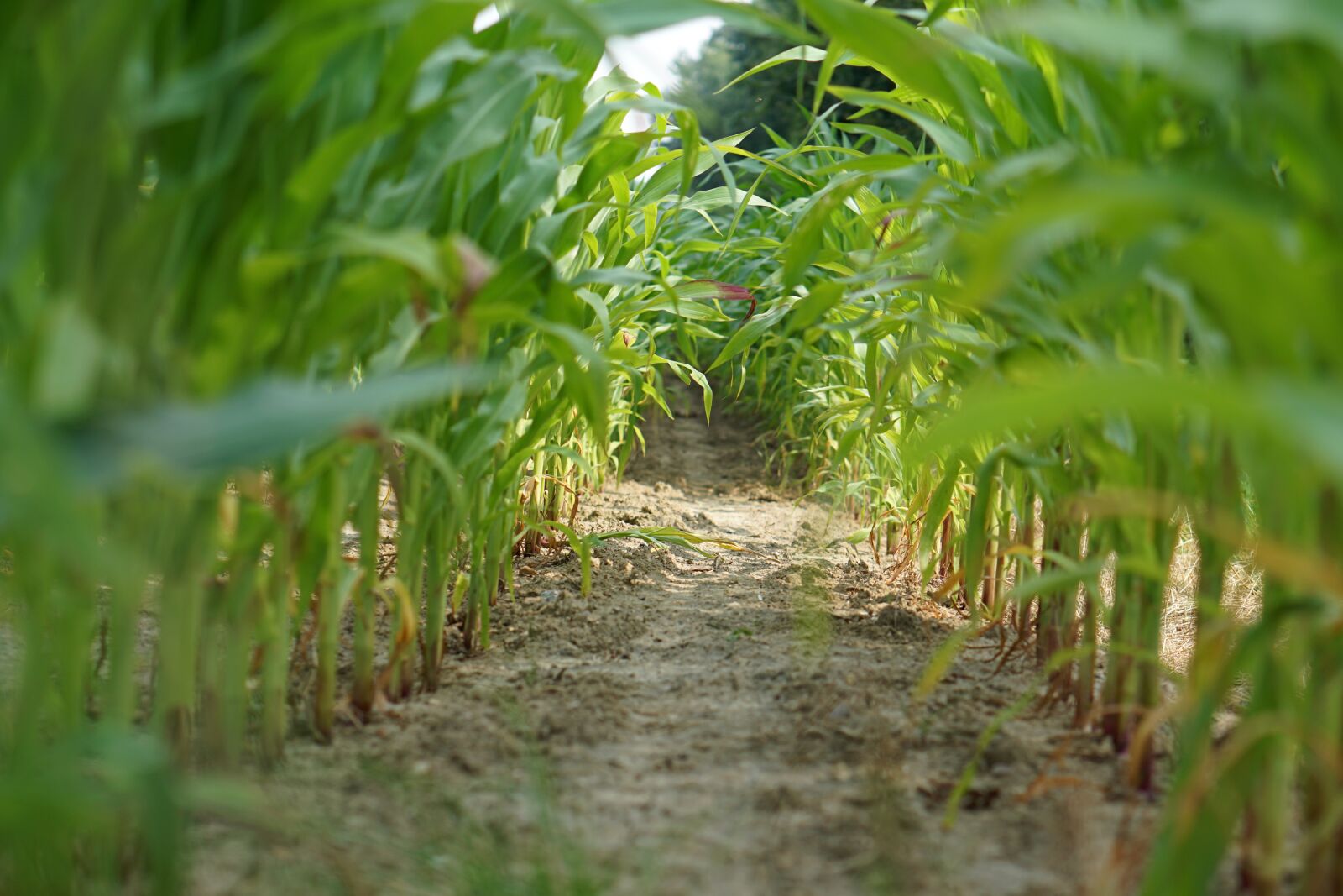 E 50mm F1.8 OSS sample photo. Cornfield, corn, field photography