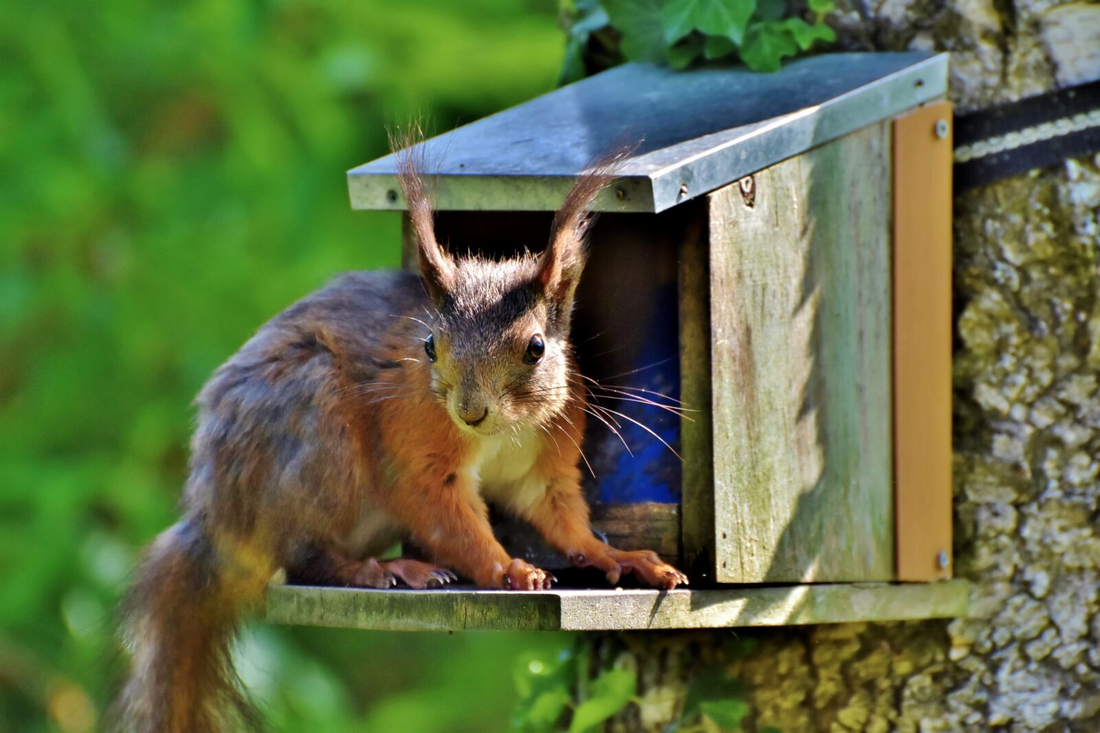 Nikon D7200 sample photo. Squirrel, verifiable kitten, rodent photography