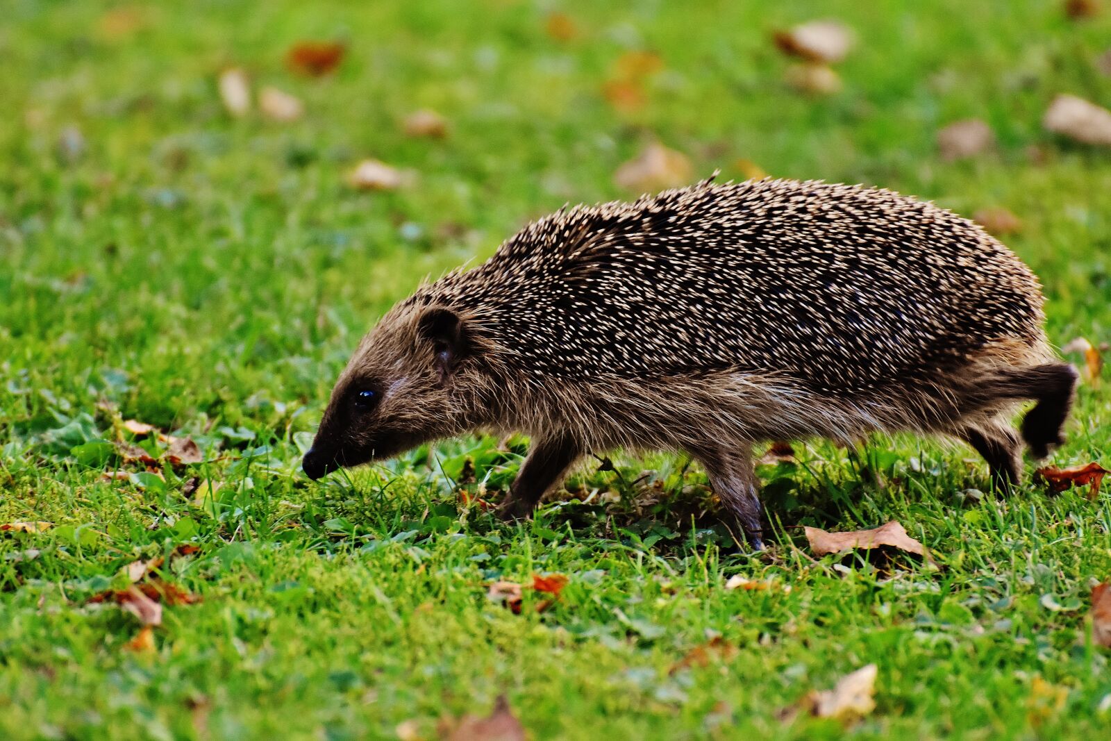 Nikon D7200 sample photo. Hedgehog, animal, spur photography