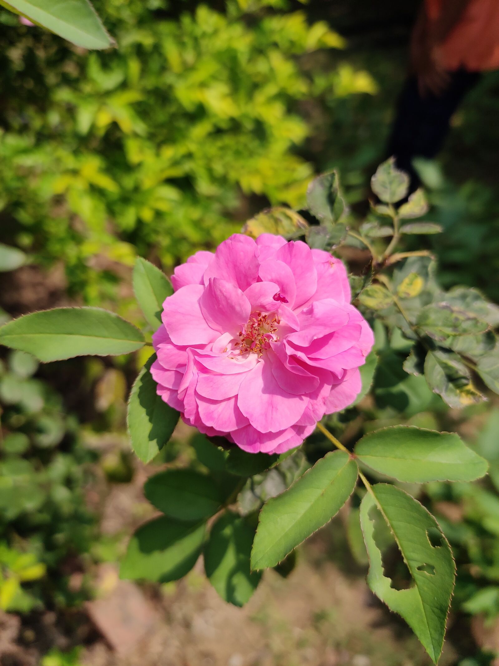 Xiaomi Redmi Note 7 Pro sample photo. Rose, flower, pink rose photography