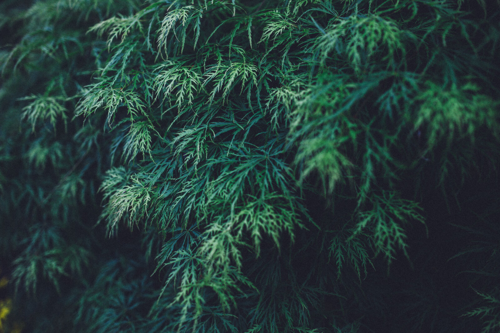 Canon EOS 6D + Sigma 35mm F1.4 DG HSM Art sample photo. Green, hide, park, leaf photography