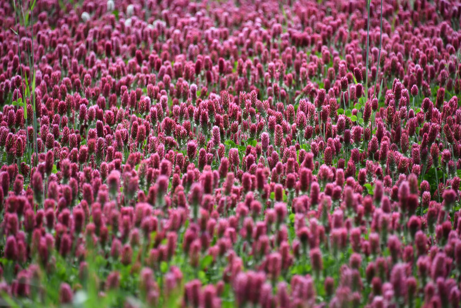 Nikon D850 sample photo. Crimson, clover, plant photography
