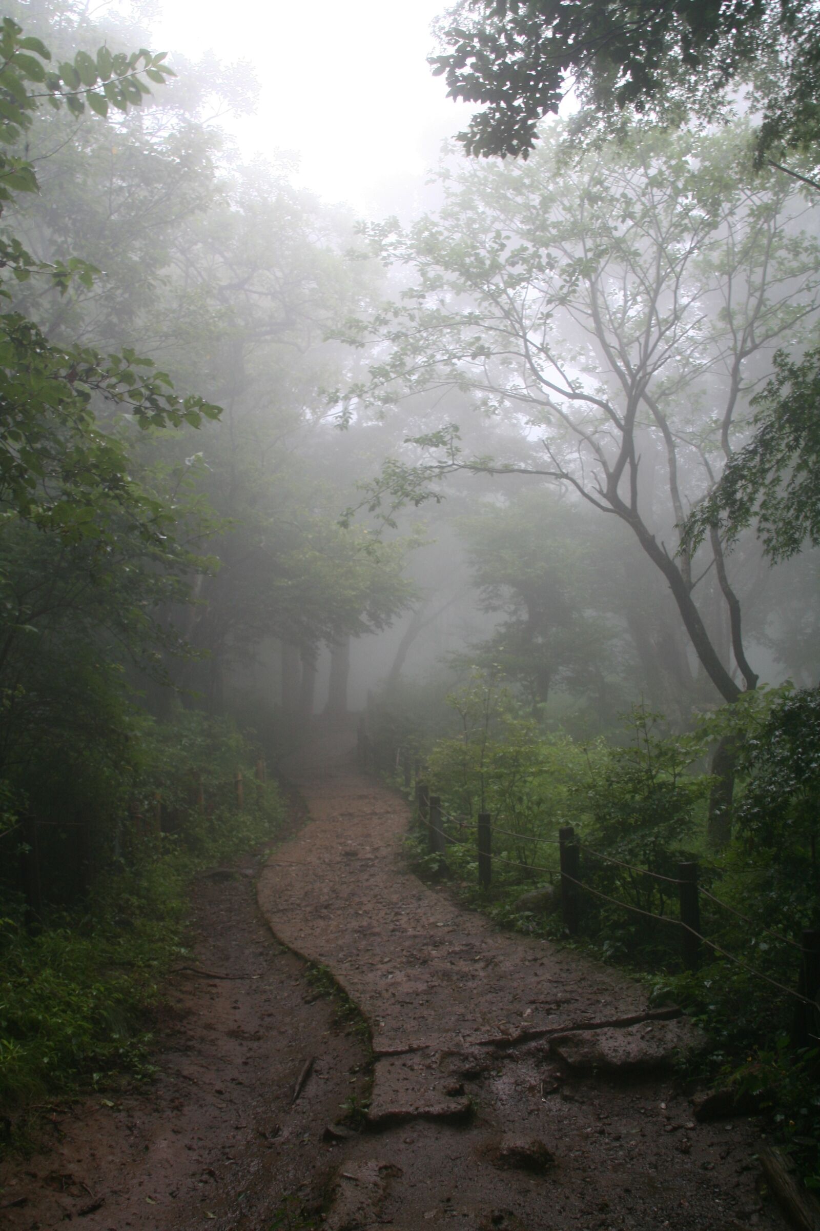 Canon EOS 350D (EOS Digital Rebel XT / EOS Kiss Digital N) sample photo. Fog, forest, enchanted forest photography