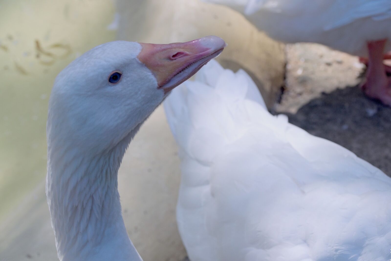 Nikon D3300 sample photo. Goose, the head of photography