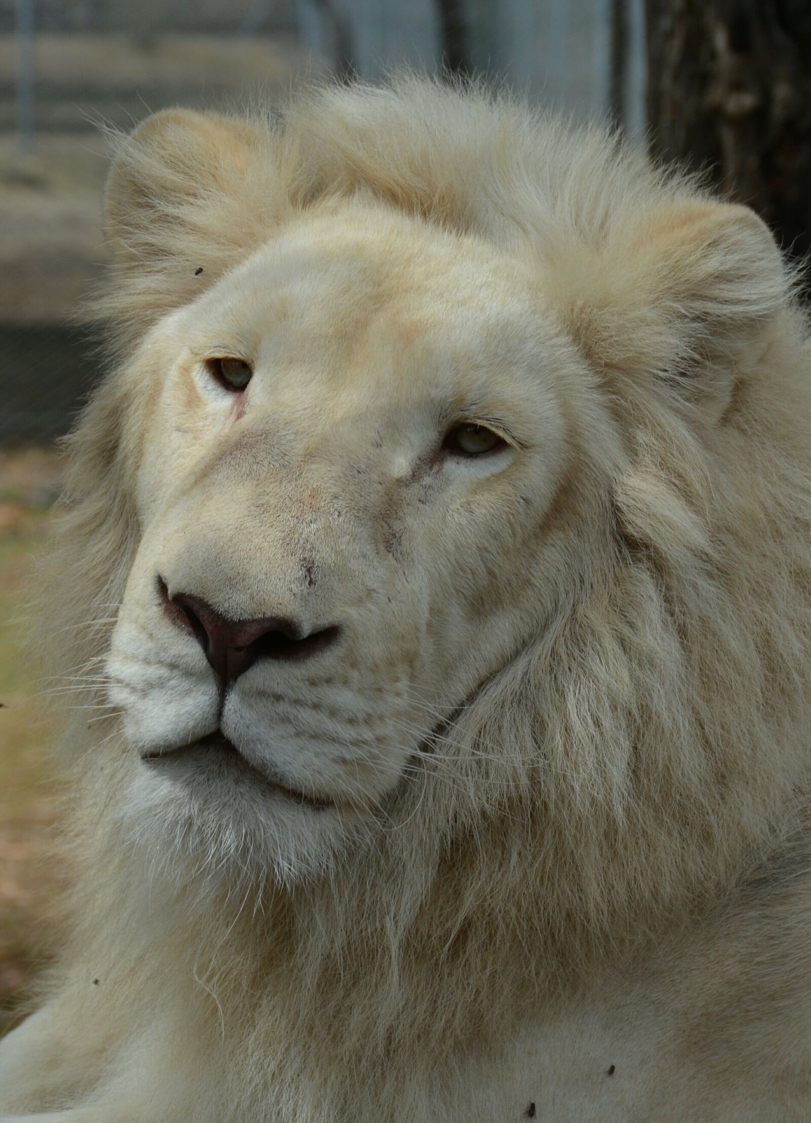 Nikon D7100 sample photo. White, lions, face photography