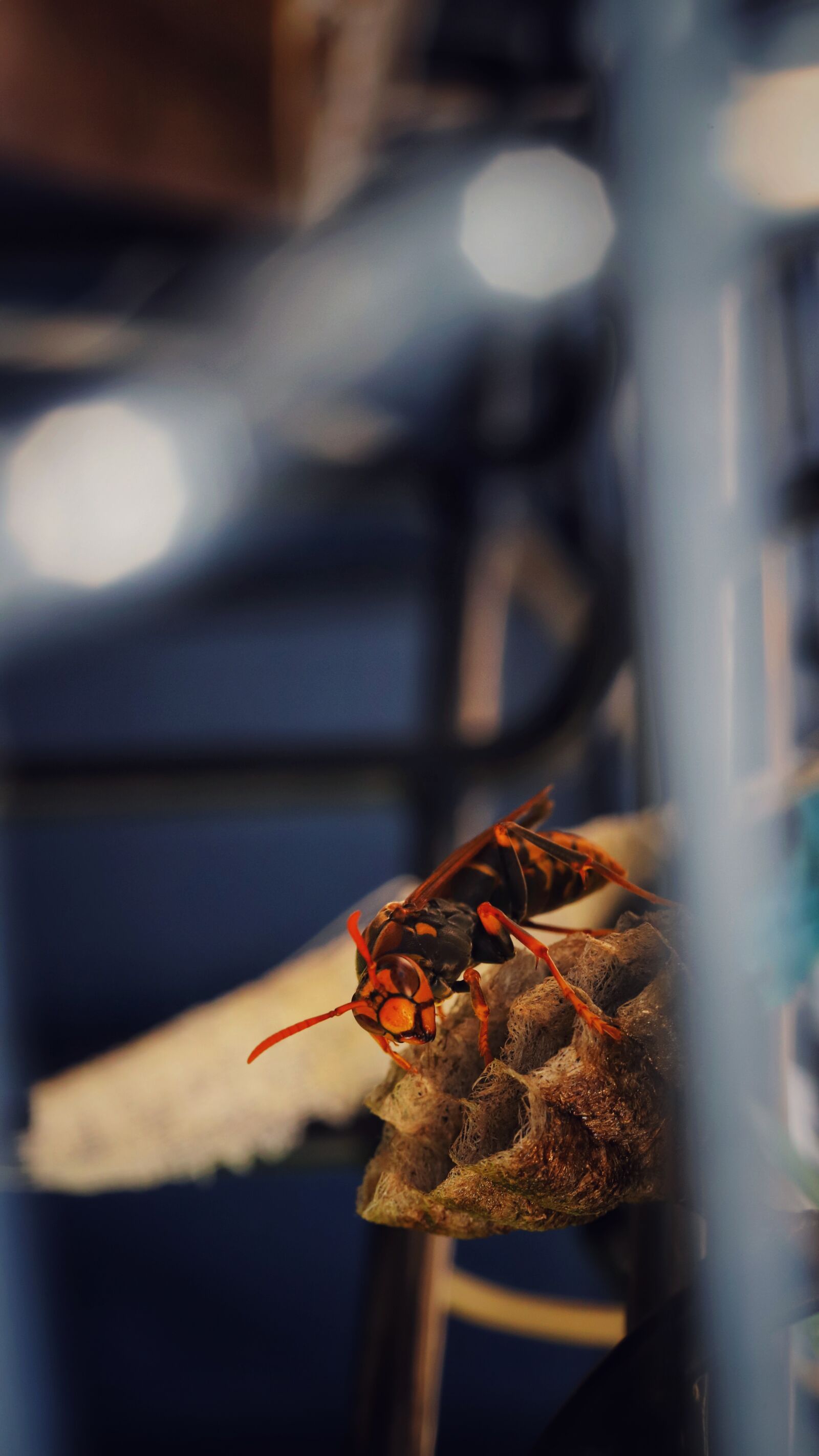 Canon EOS 6D Mark II sample photo. Bee, macro, bees photography