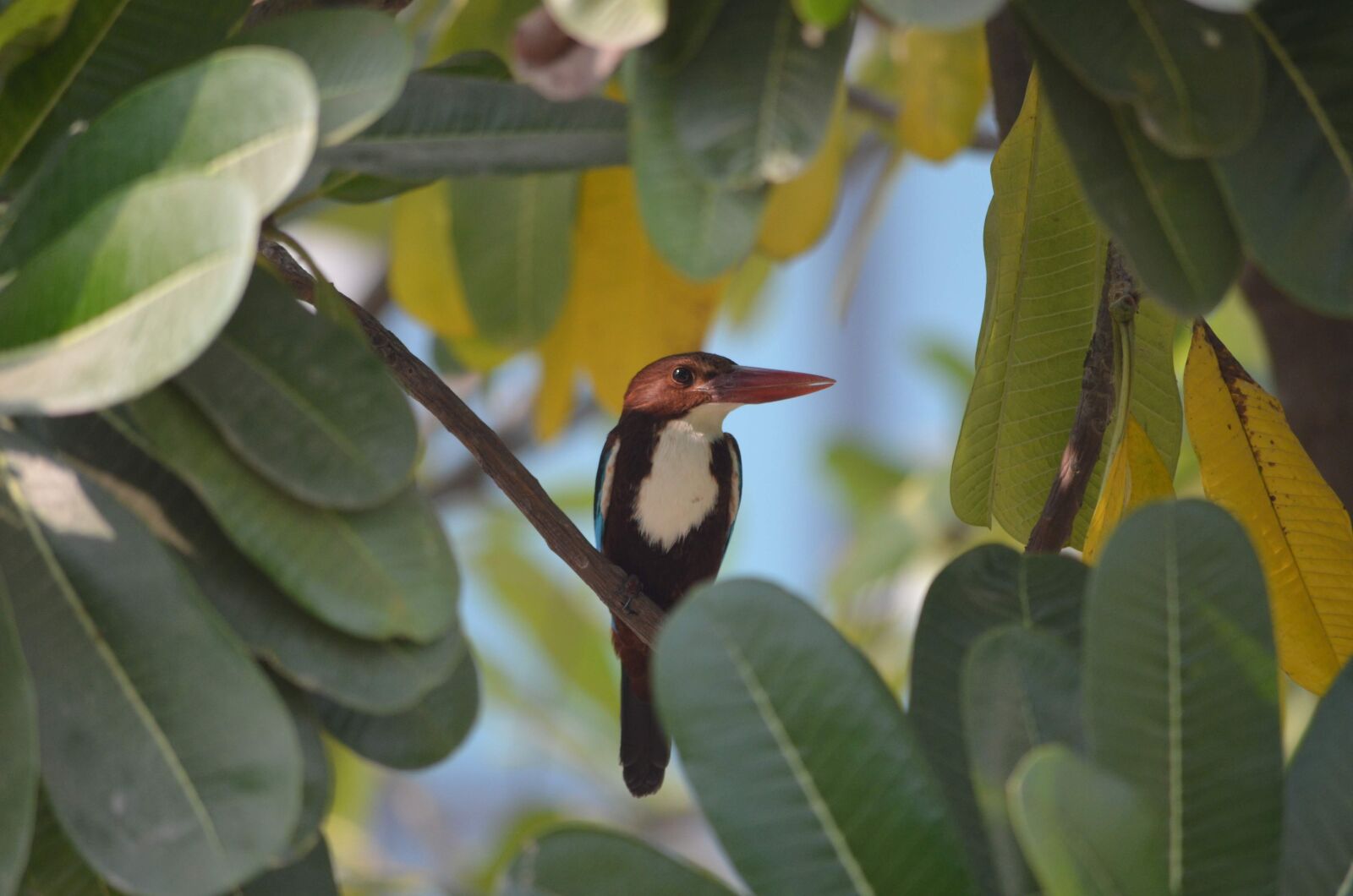 Nikon D5100 sample photo. Bird, kingfisher, nature photography