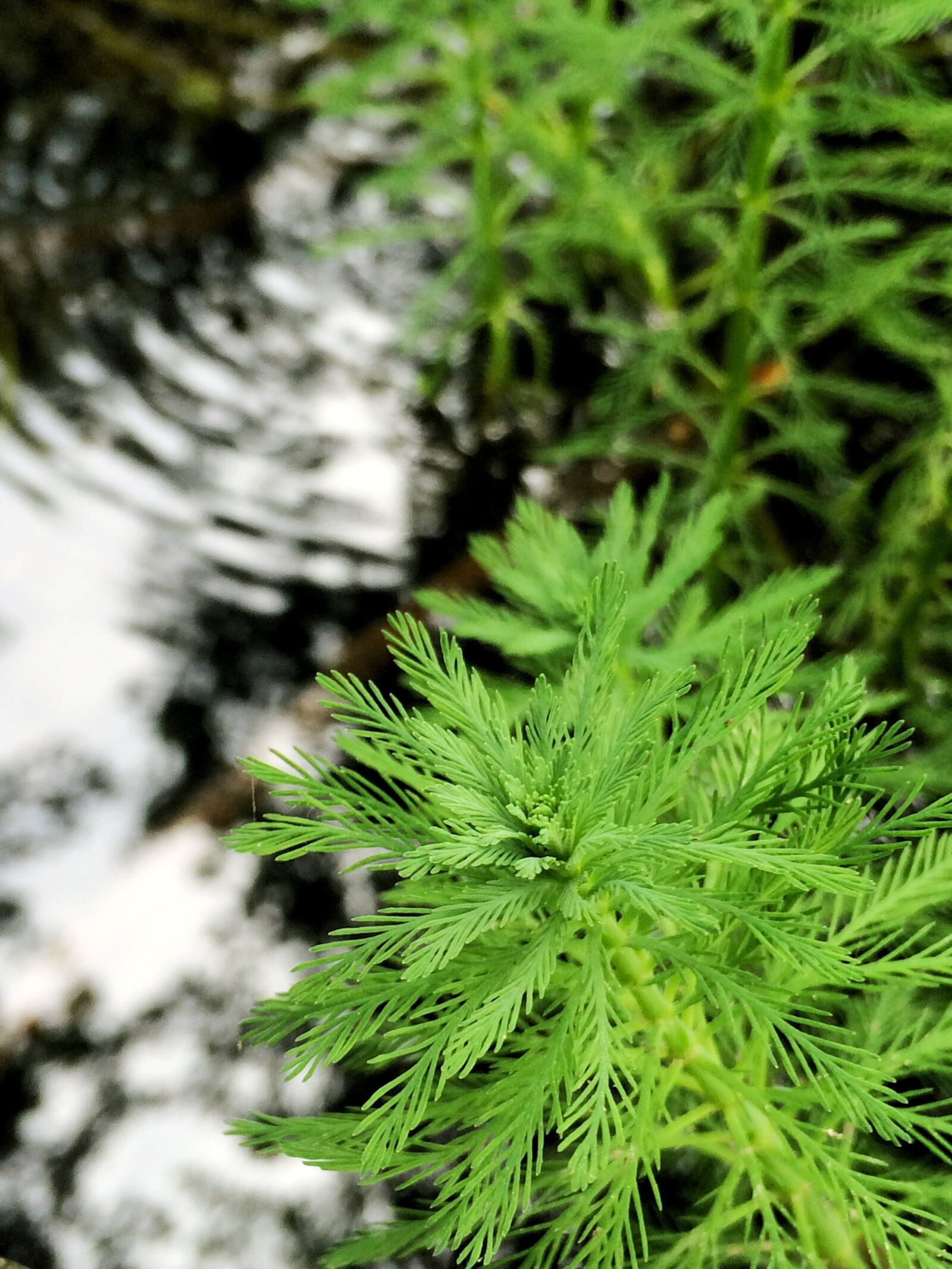 iPhone 5s back camera 4.15mm f/2.2 sample photo. Water, green, plant photography