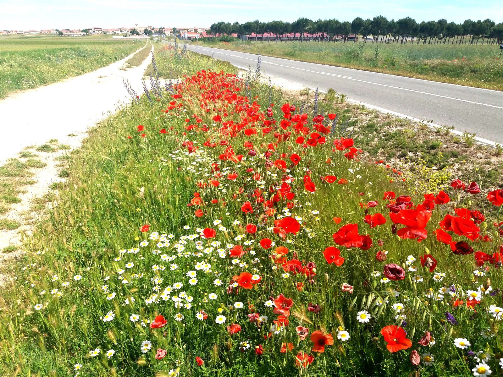 Samsung Galaxy J5(2016) sample photo. Roads, poppies, spring photography