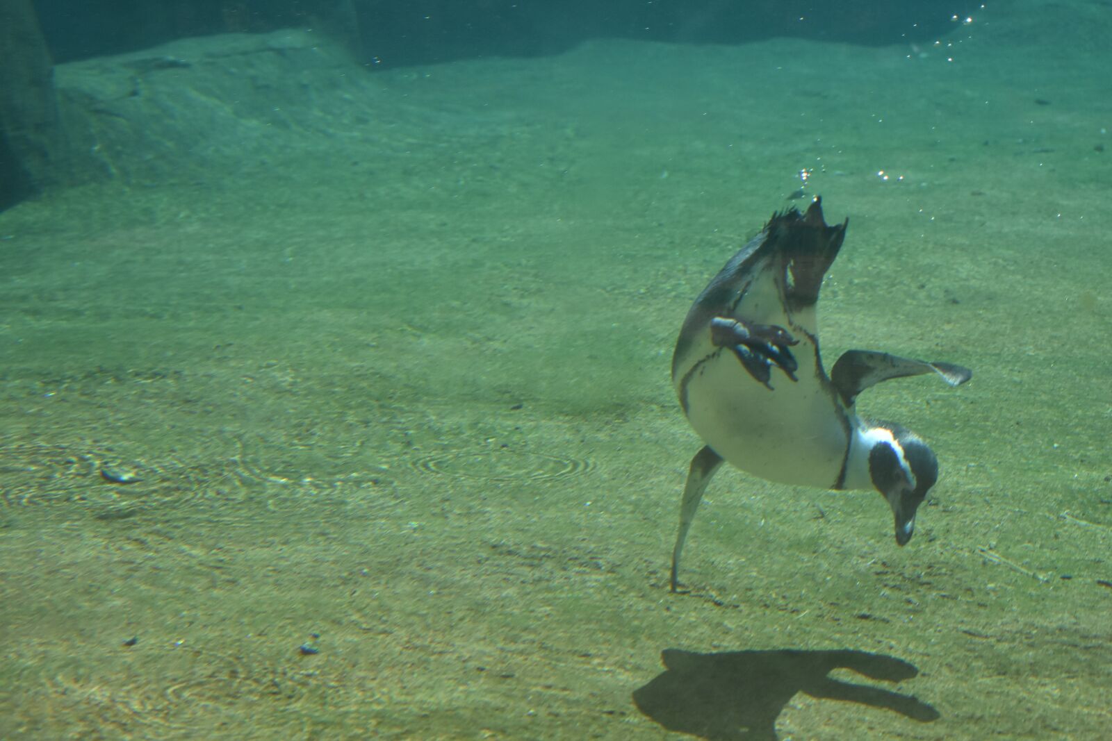 Nikon D3400 sample photo. Penguin, zoo, animal photography