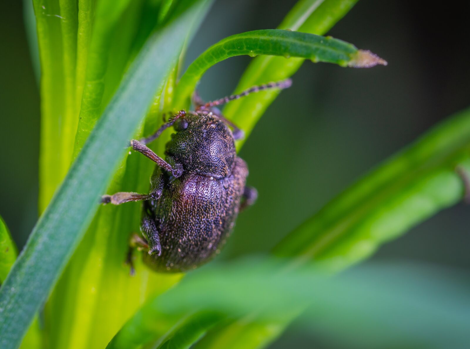 #124 65/2.8 sample photo. Beetle, the leaf beetle photography