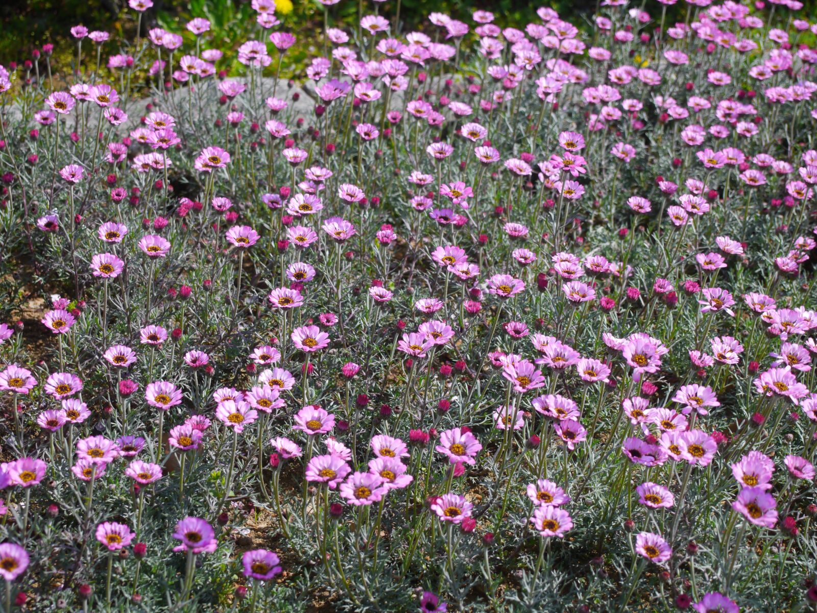 Panasonic Lumix DMC-GX1 sample photo. Flowers, pink, set photography