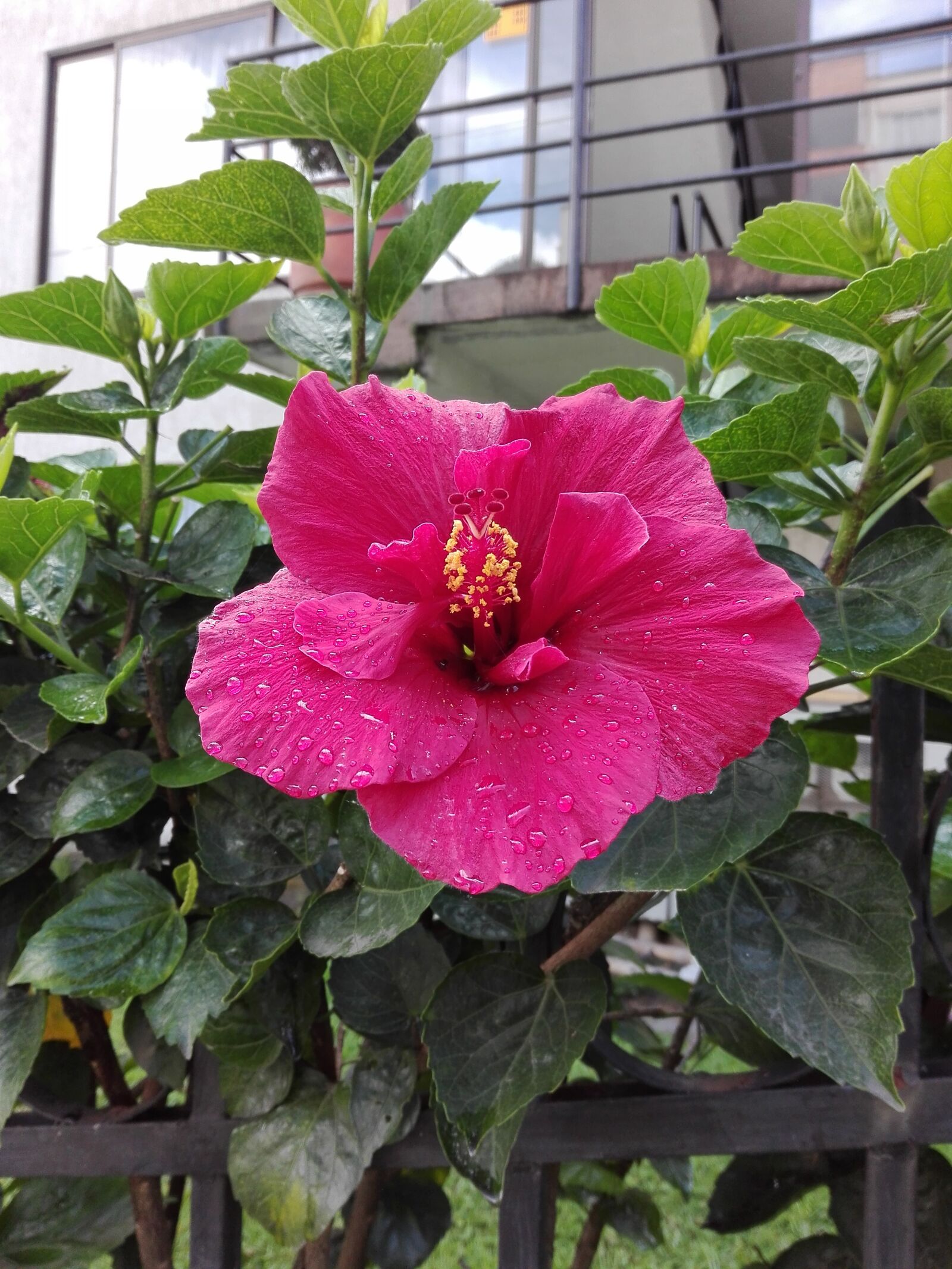 HUAWEI Y6II sample photo. Plant, rosa, wild photography