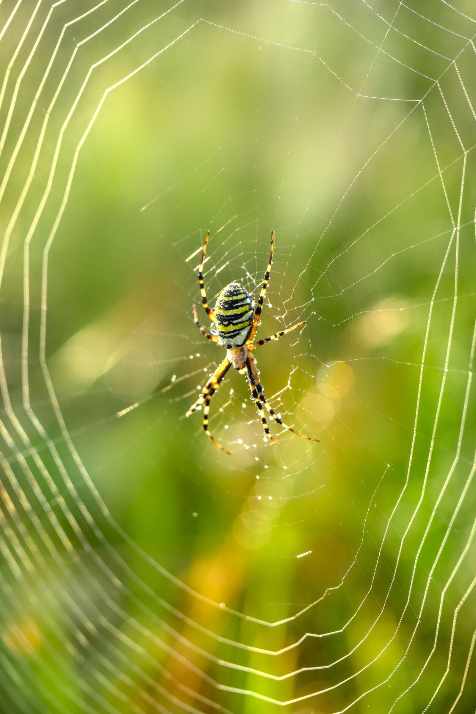Panasonic Lumix DMC-GX8 sample photo. Spider, web, cobweb photography