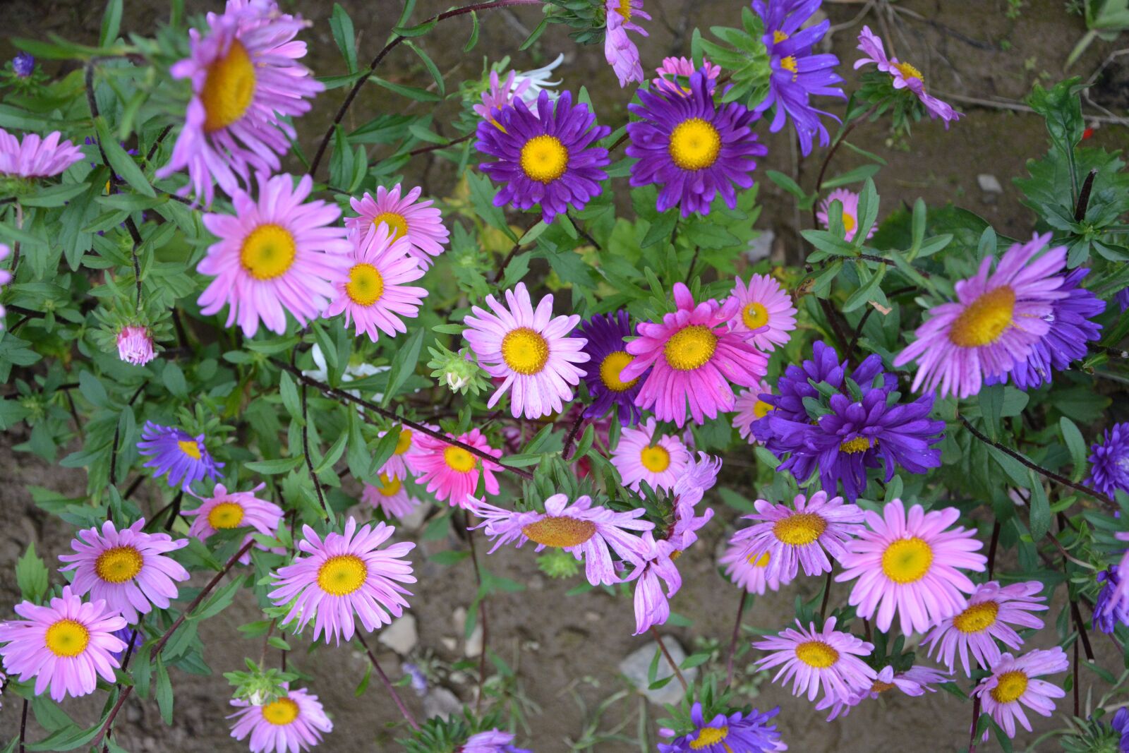 Nikon D5200 sample photo. Flower, flowers, daisies photography