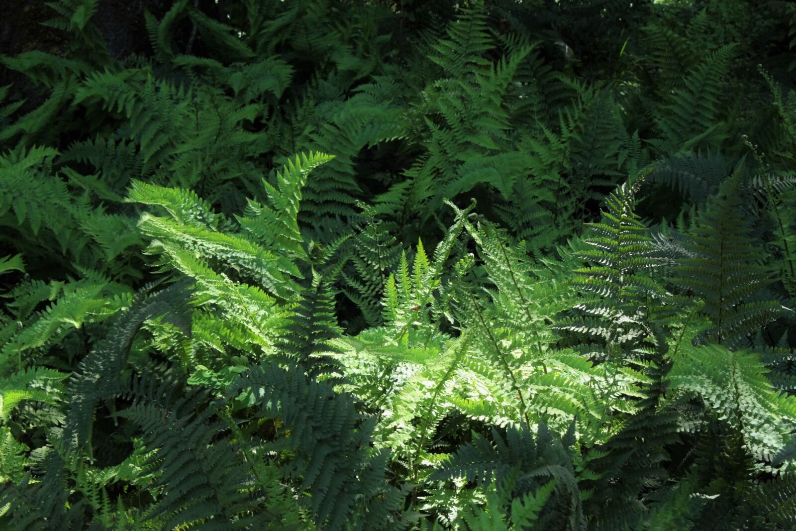 Canon EOS 1200D (EOS Rebel T5 / EOS Kiss X70 / EOS Hi) sample photo. Ferns photography