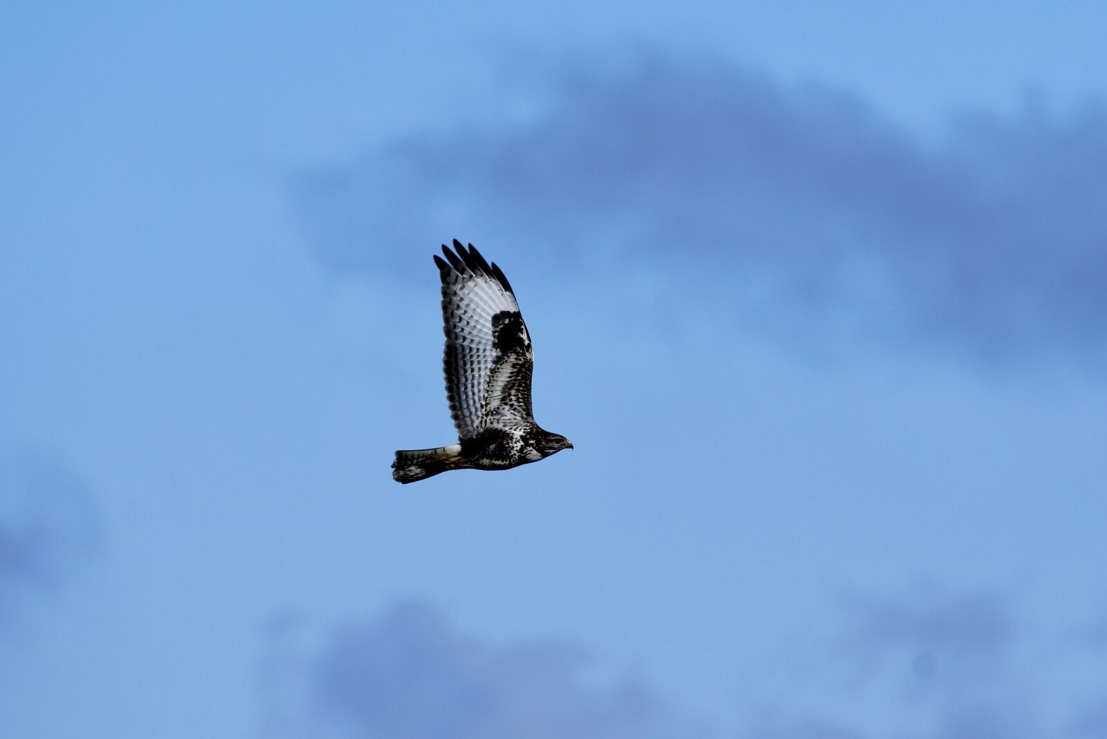 Nikon D500 sample photo. Common buzzard, bird of photography