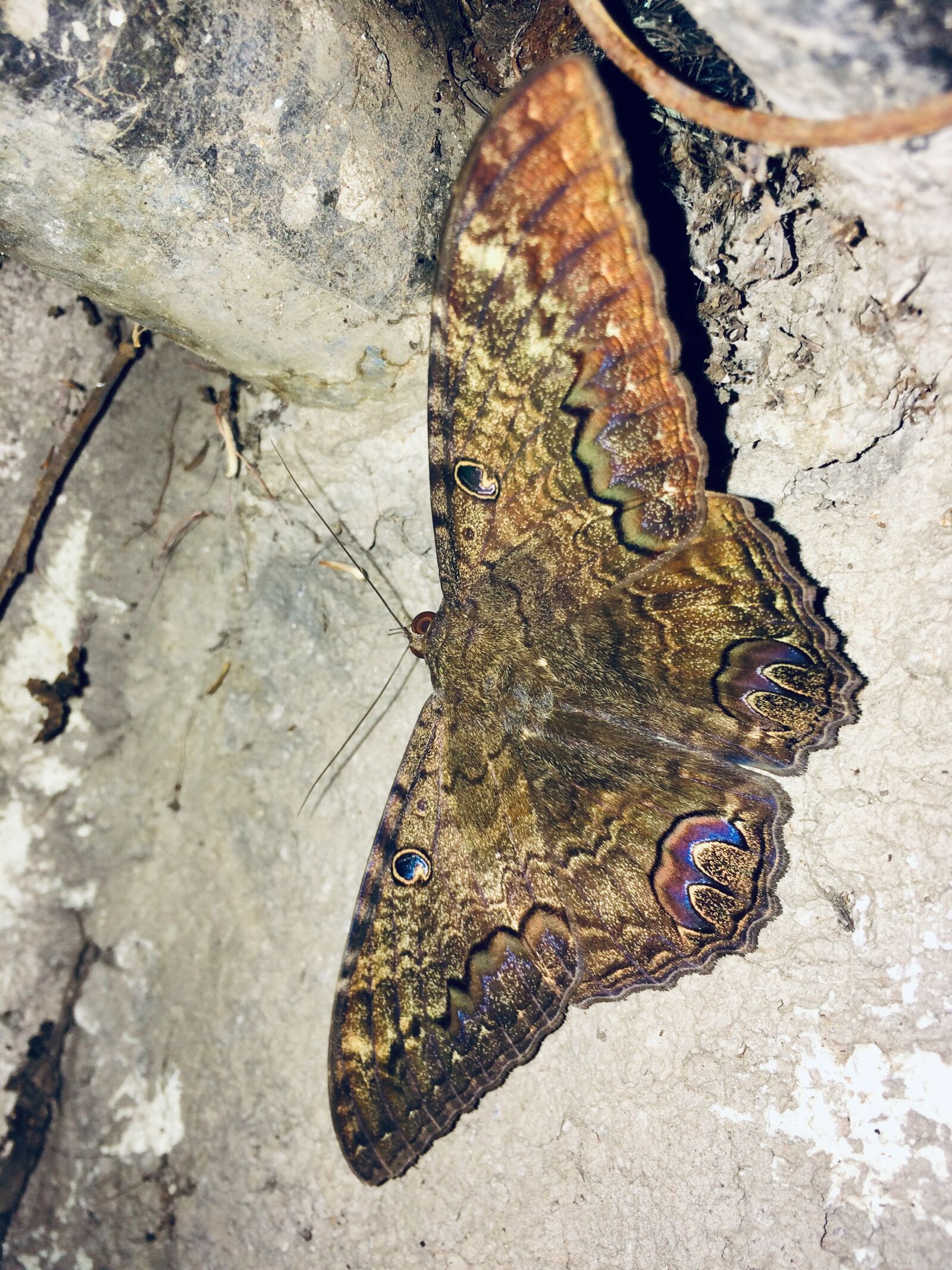 Apple iPhone 5s sample photo. Moth, butterfly, insect photography