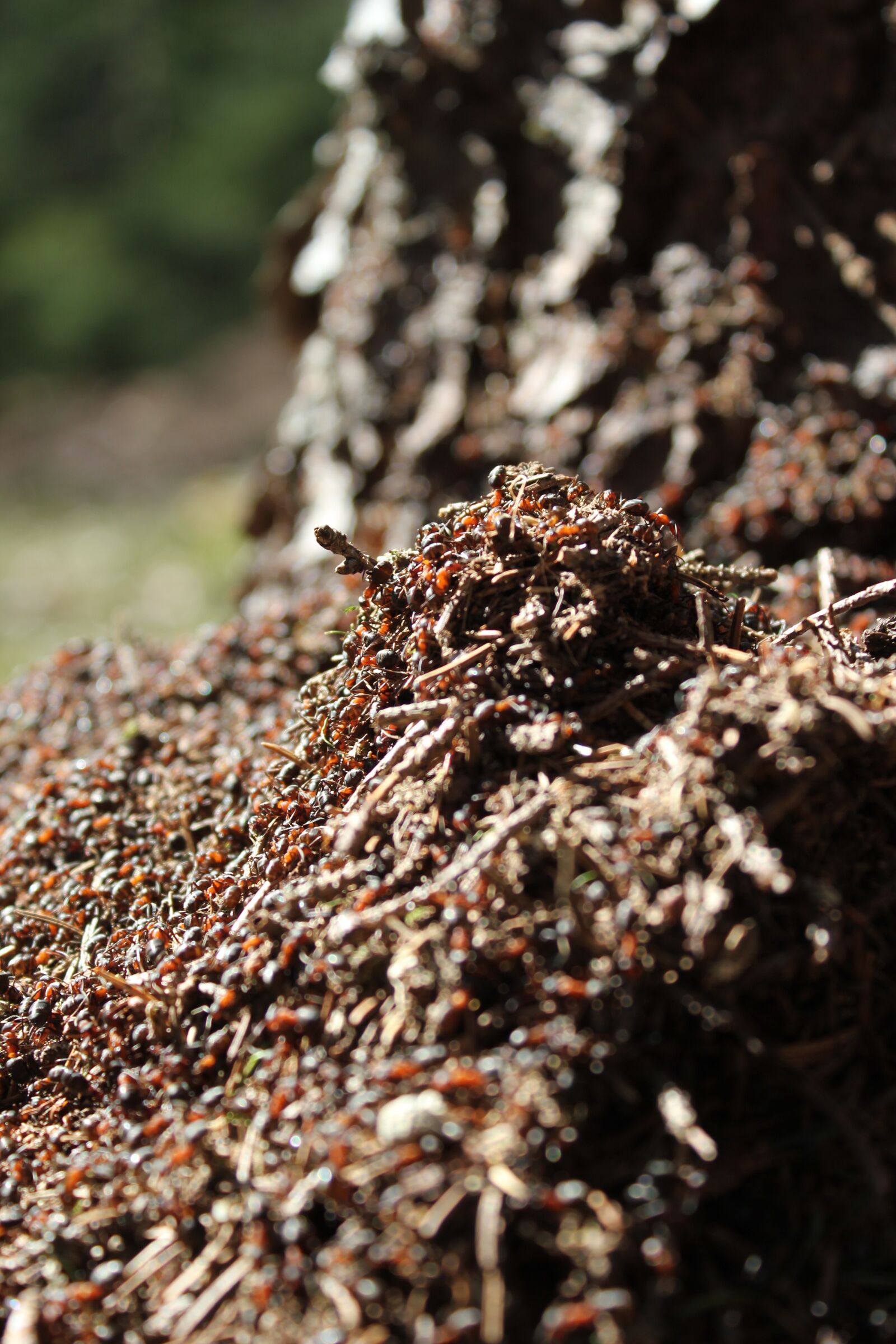 Canon EOS 550D (EOS Rebel T2i / EOS Kiss X4) sample photo. Anthill, ants, nature photography