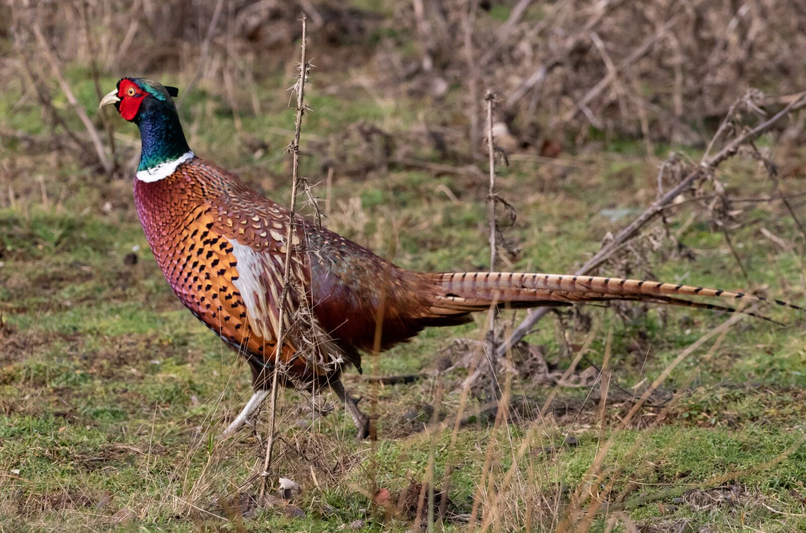 Canon EOS 7D Mark II sample photo. Pheasant, field, feathers photography