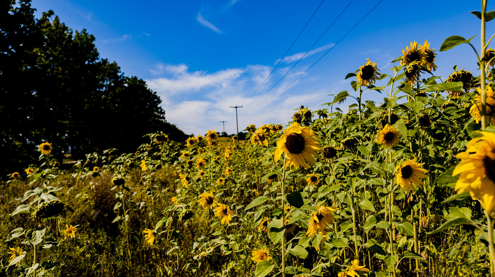 Sony DT 18-70mm F3.5-5.6 sample photo. Landscape, sunflowers photography