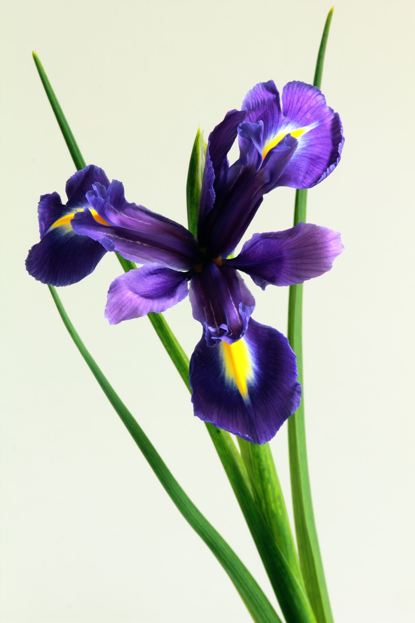 Canon EOS 550D (EOS Rebel T2i / EOS Kiss X4) sample photo. Bloom, blue, botany, flora photography