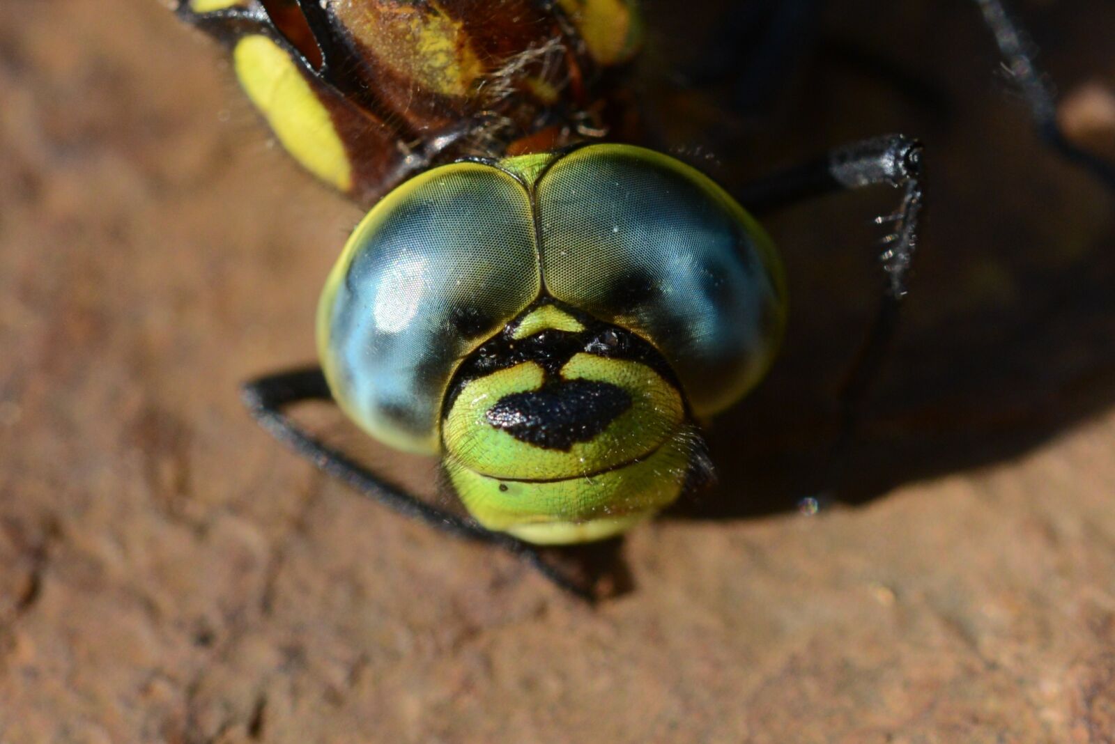 Nikon D600 sample photo. Dragonfly, dead, close up photography