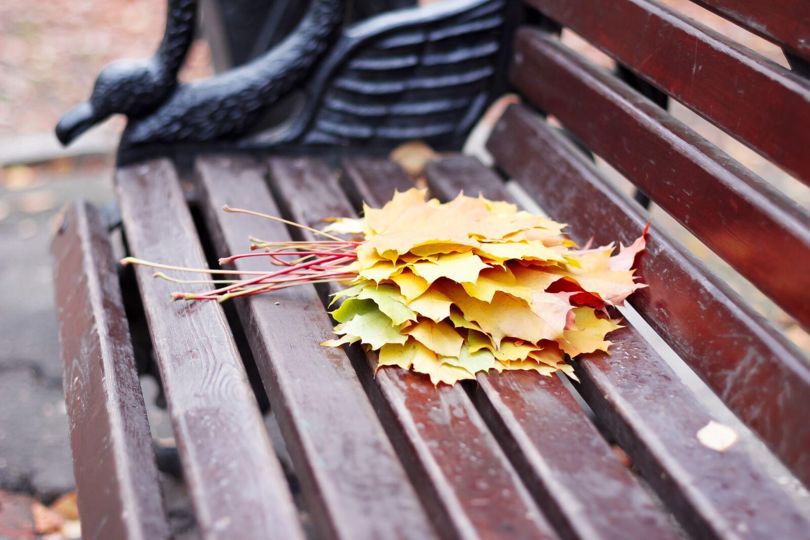 Canon EOS 60D sample photo. Leaves, autumn, shop photography