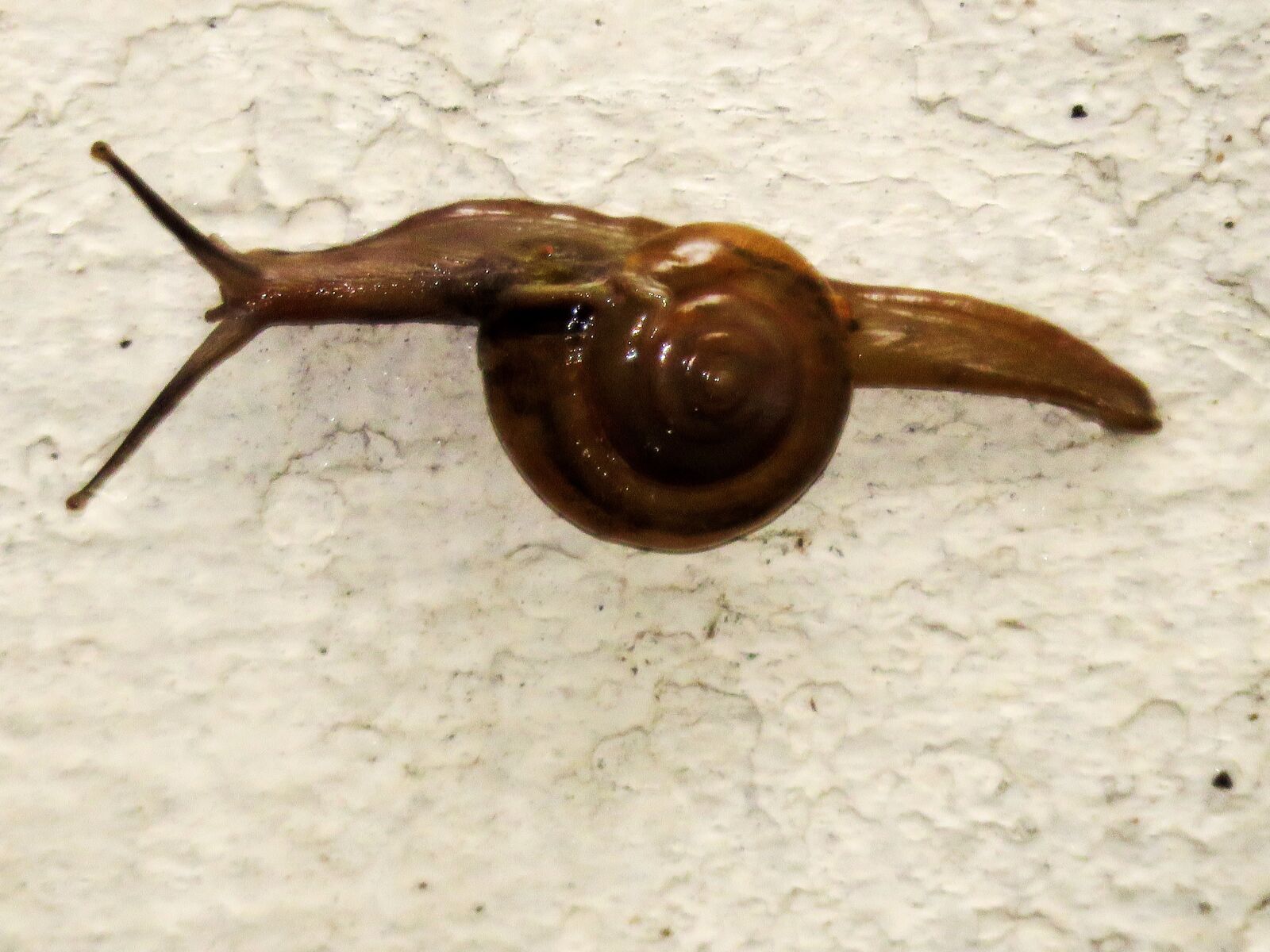 Canon PowerShot SX60 HS sample photo. Snail, insect, slow photography