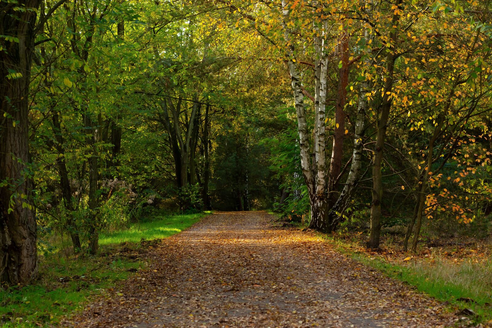 Canon EOS 700D (EOS Rebel T5i / EOS Kiss X7i) + Canon EF 50mm F1.8 STM sample photo. Autumn, forest, forest path photography