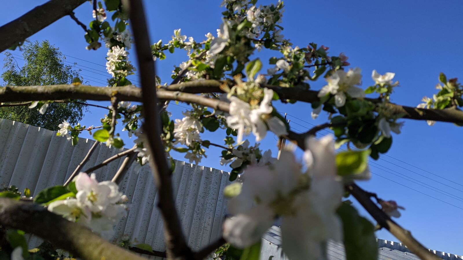 Xiaomi Redmi Note 7 sample photo. Nature, greenery, trees photography