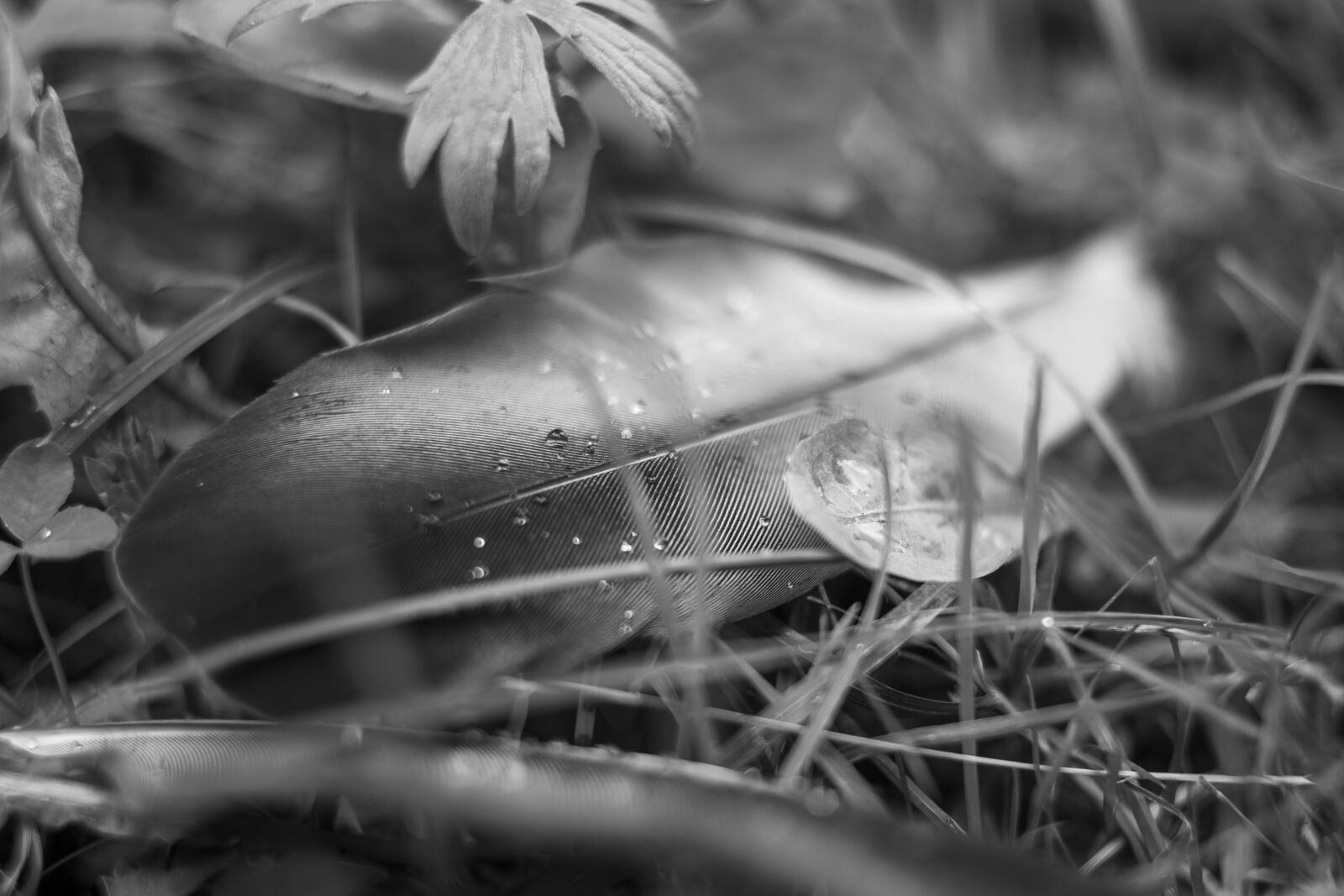Canon EOS 70D + Canon EF 35mm F2 sample photo. Feather, grayscale, macro photography