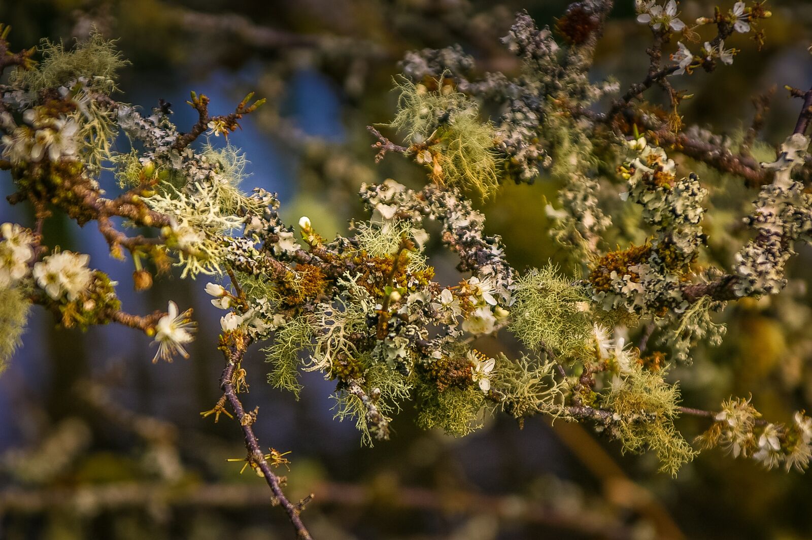 Pentax *ist DS sample photo. Cherry blossom, lichen, moss photography