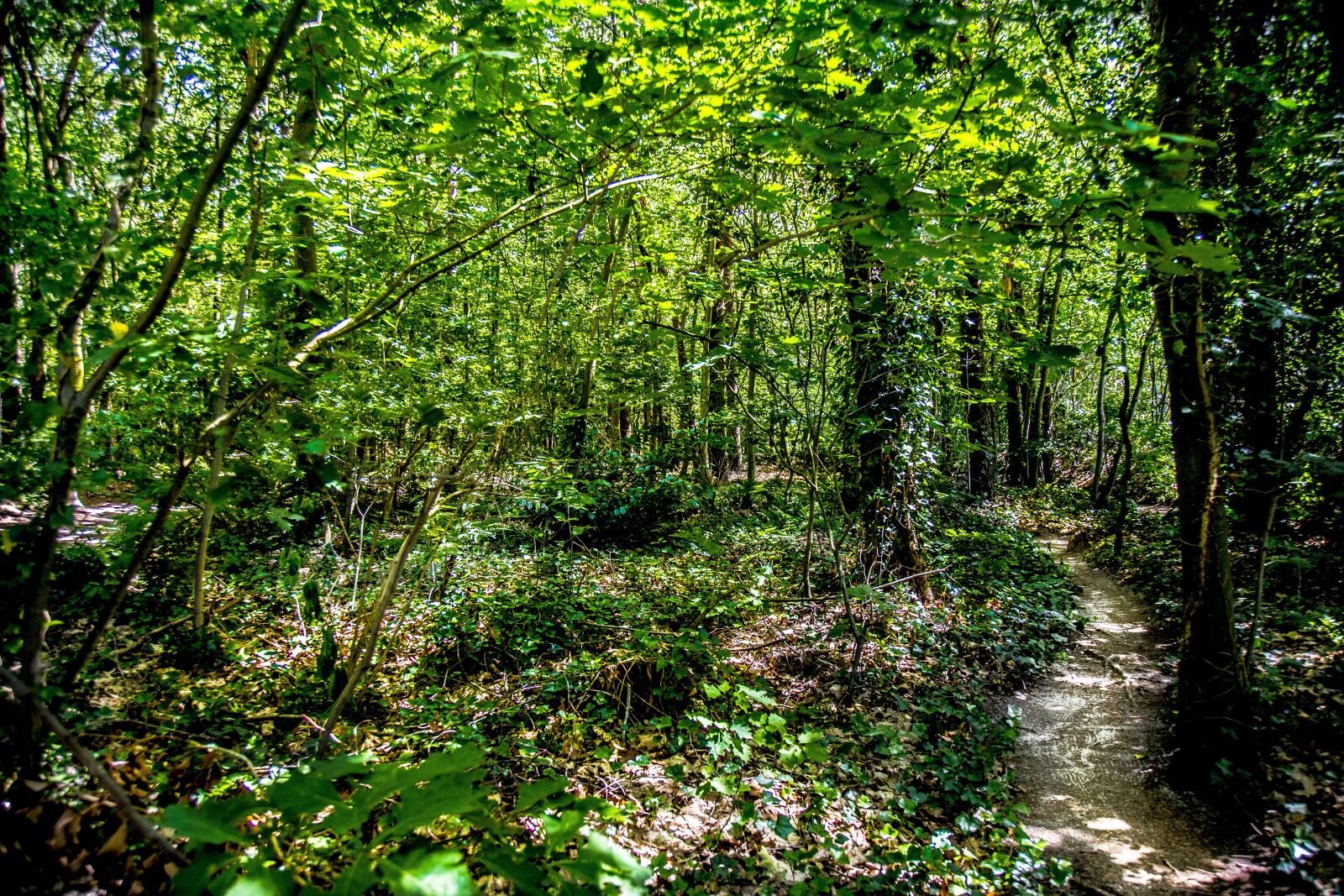 Canon EOS 6D + Canon EF 24-105mm F4L IS USM sample photo. Forest, green, landscape photography