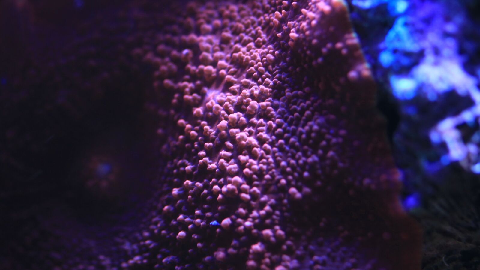 Canon EOS 5D Mark II sample photo. Saltwater fish, water tank photography