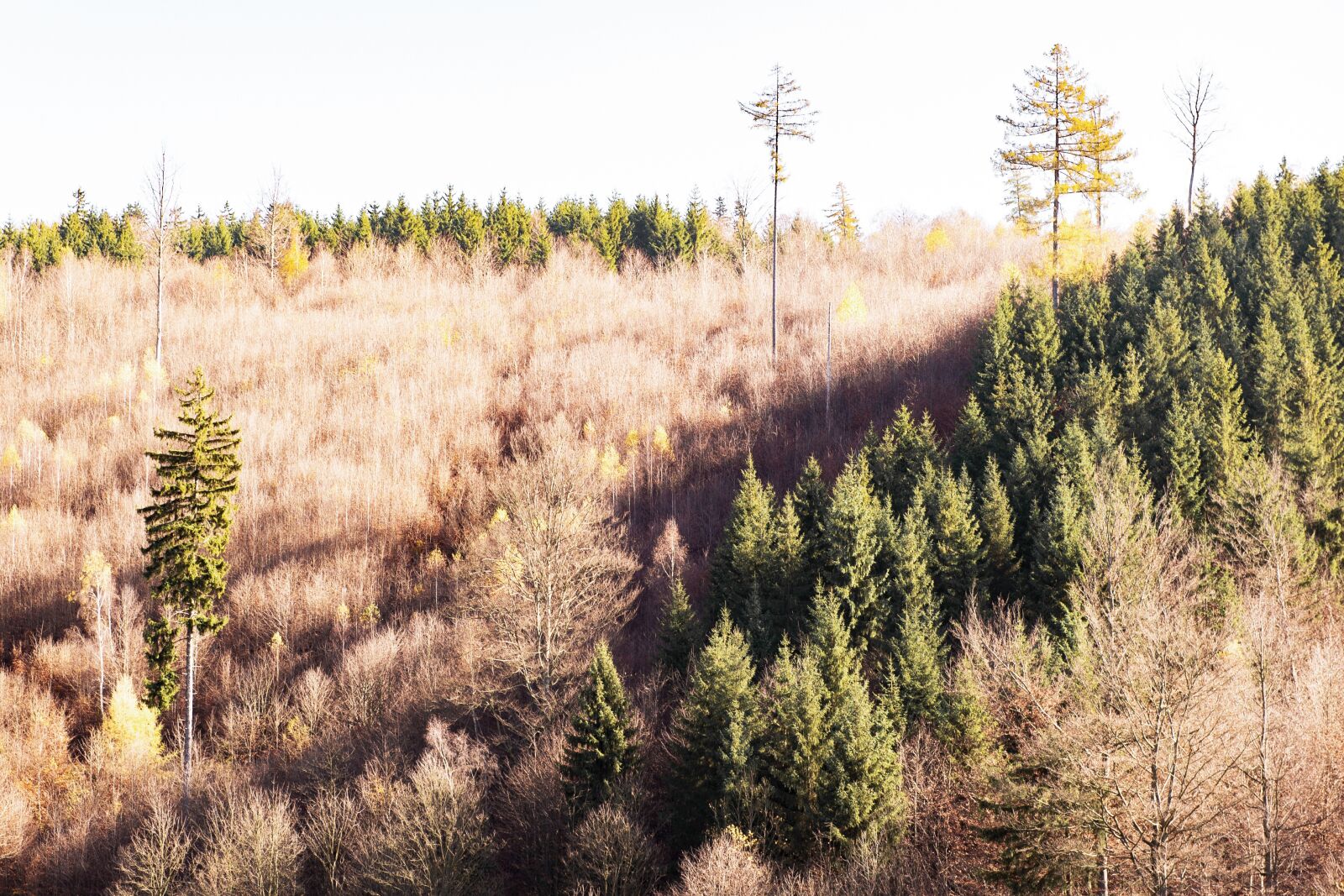 Nikon D700 sample photo. Forest, sun, autumn photography