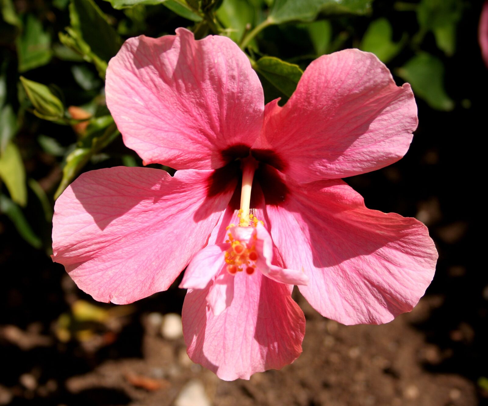Canon EOS 350D (EOS Digital Rebel XT / EOS Kiss Digital N) sample photo. Hibiscus, pink, flower photography