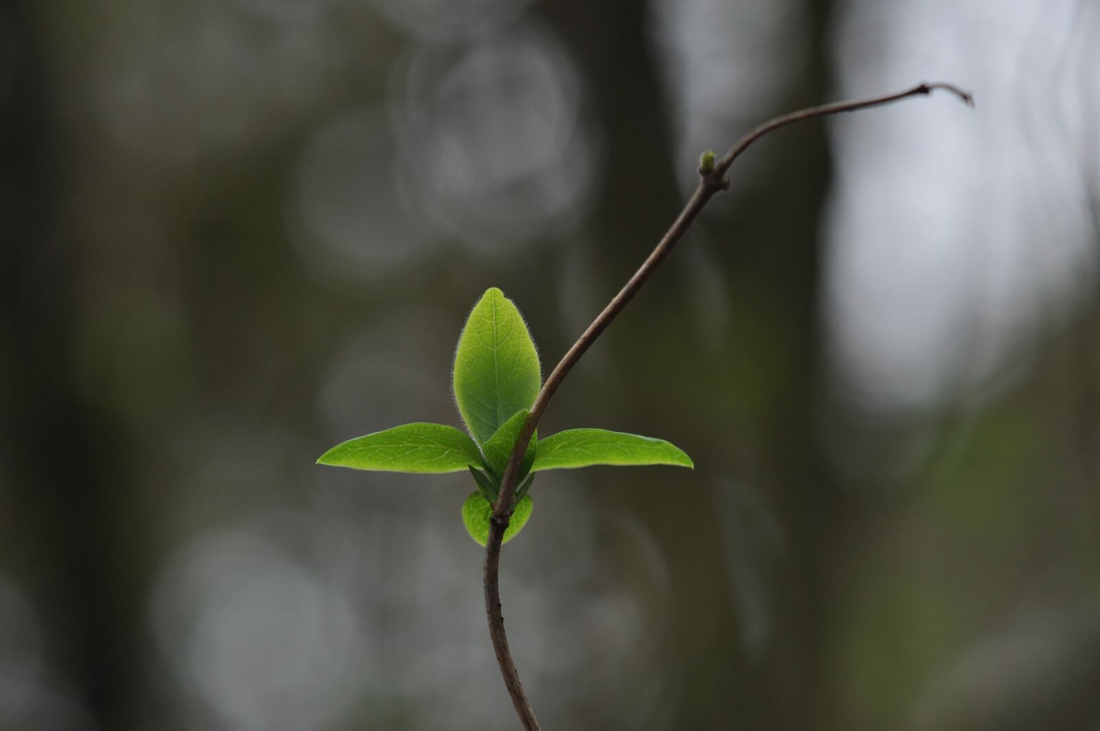 Nikon D5000 sample photo. Sheet, leaves, nature photography