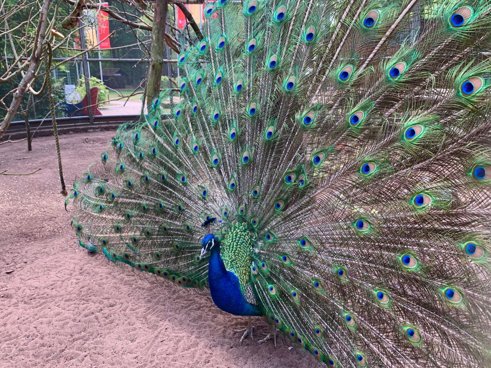 Apple iPhone XR sample photo. Pfau, peacock, natur photography