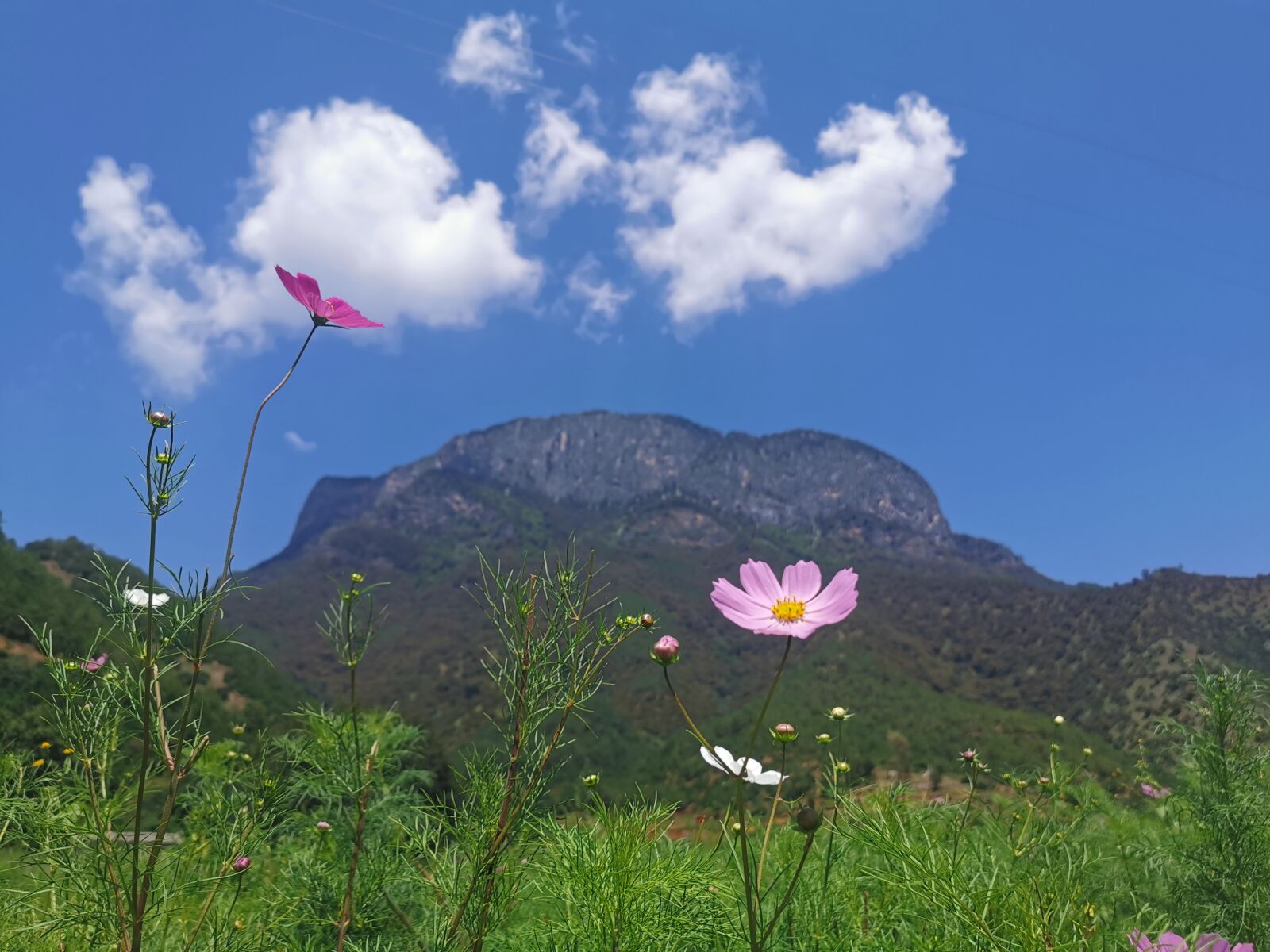 HUAWEI P30 Pro sample photo. Sky, flowers and plants photography