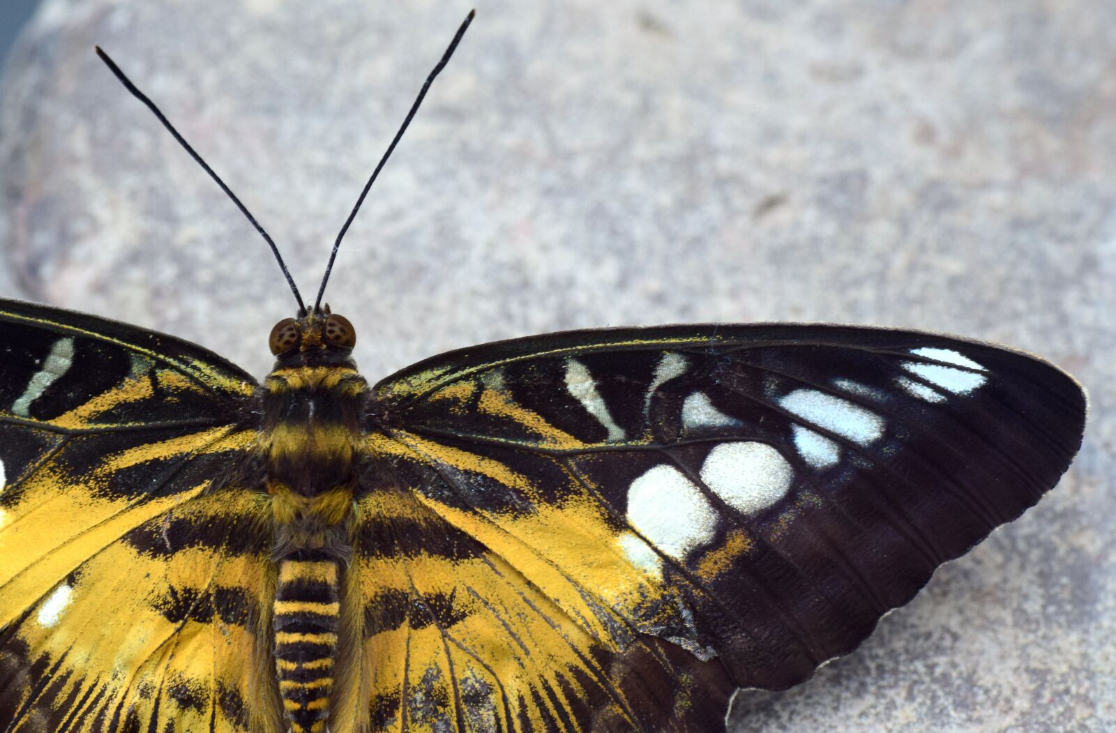Nikon D3300 sample photo. Butterfly, insect, wing photography
