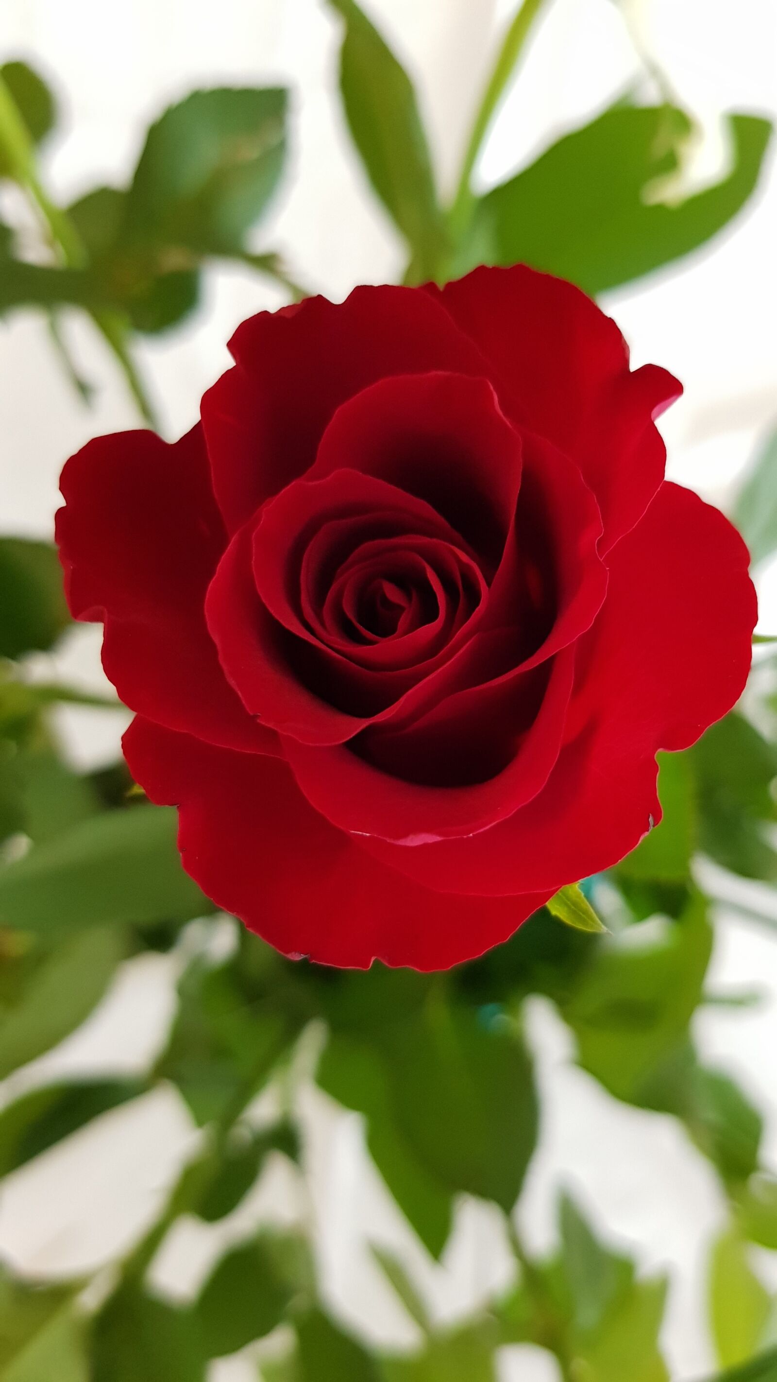 Samsung Galaxy S8 sample photo. Rose, flower, beauty photography