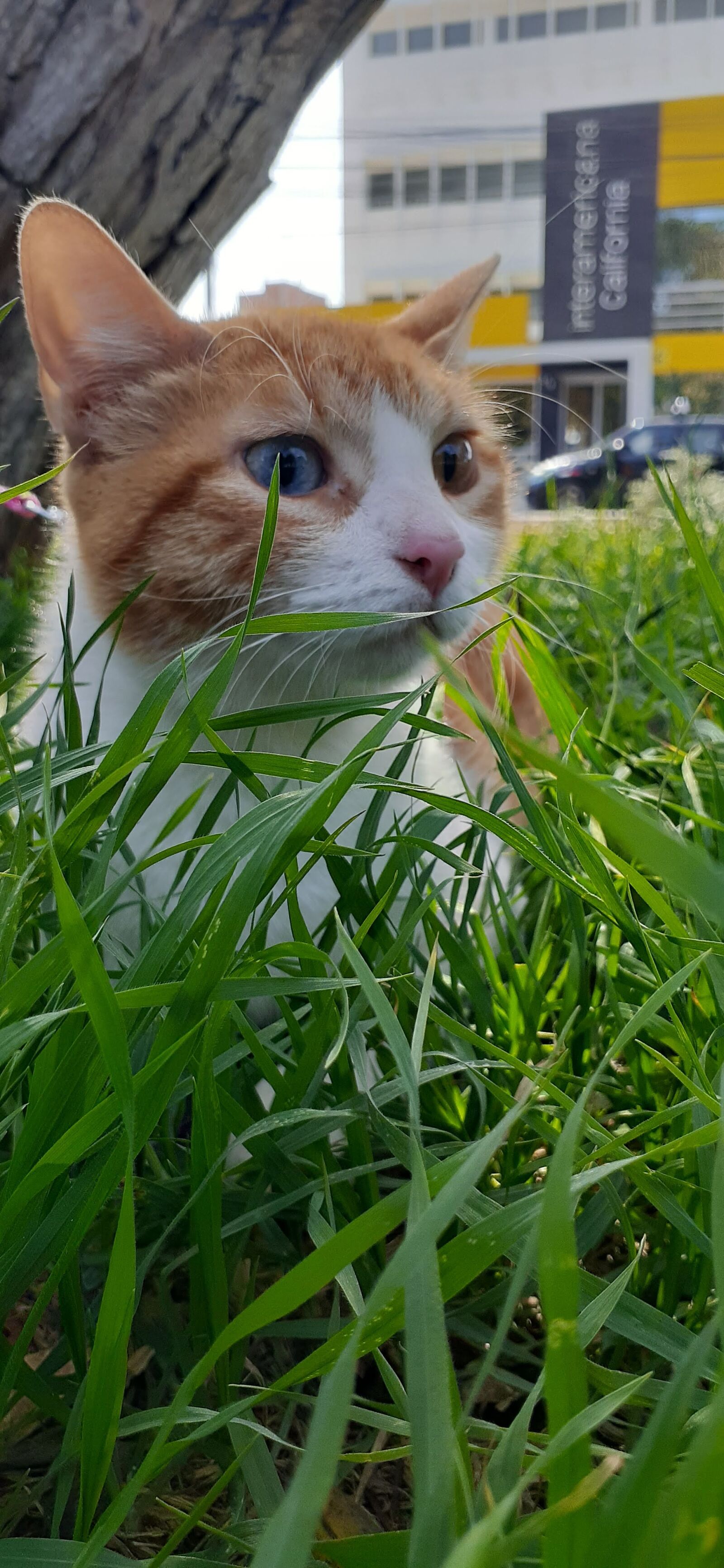 Samsung SM-A205G sample photo. Gatos, animales, felino photography
