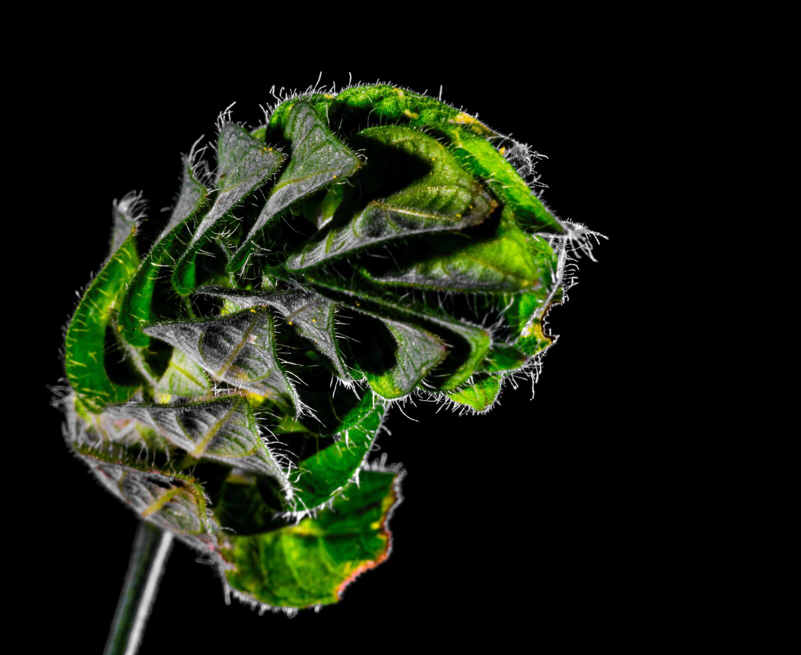 Nikon D5200 sample photo. Plant, weed, leaves photography